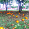 Апельсиновый сад на Авентине
