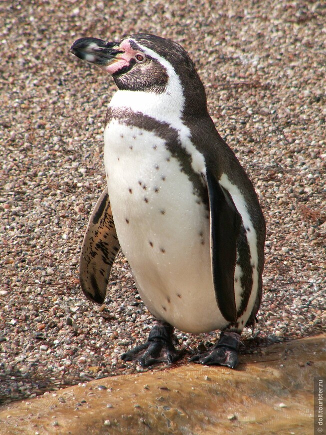 Пингвин Гумбольдта (фото из интернета)