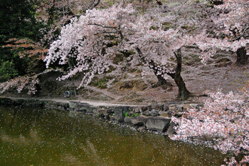 В Японии опубликован официальный прогноз цветения сакуры 