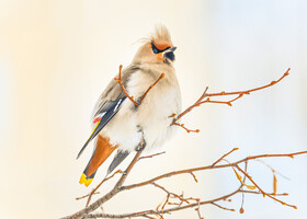 BirdWatching в зимнем Петербурге