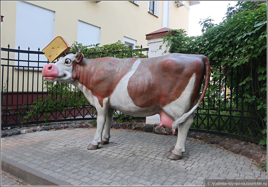 Костромская корова во дворе Музея сыра