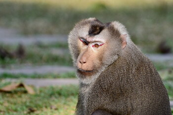 В Таиланде обезьяны напали на туристов 