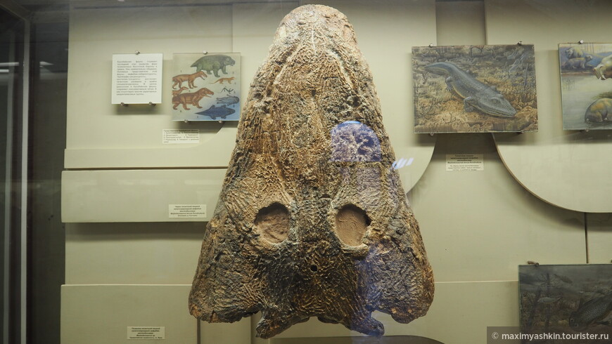 Череп гигантской хищной капитозавроидной амфибии мастодонзавра (Mastodonsaurus troves Konzhukova). Башкирия