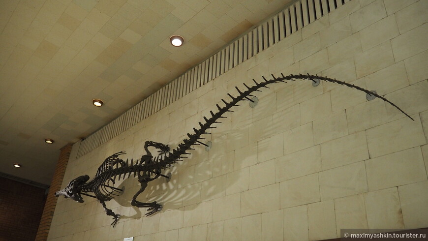 Скелет гигантского пресноводного крокодила тойотамафимейи (Toyotamaphimeia machikanense). Средний плейстоцен. Япония