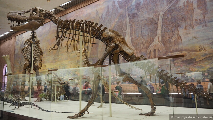 Скелет хищного динозавра тарбозавра (Tarbosaurus bataar Maleev). Поздний мел. Монголия