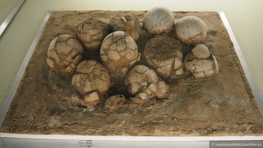 Кладка яиц утконосого динозавра (Hadrosauridae). Поздний мел. Монголия 