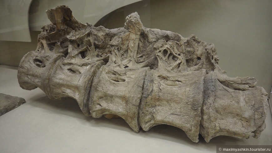 Спинные позвонки динозавра - завропода (Sauropoda). Поздний мел. Монголия