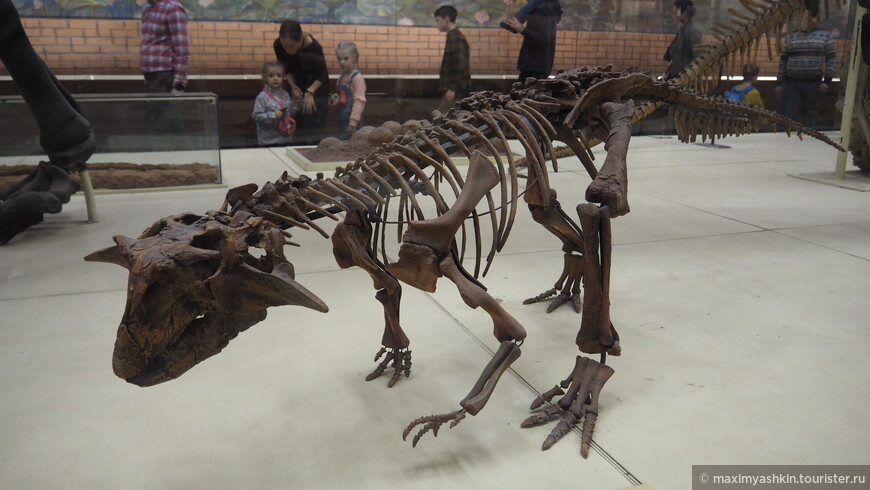 Сибирский пситтакозавр (Psittacosaurus sibiricus). Ранний мел. Кемеровская область