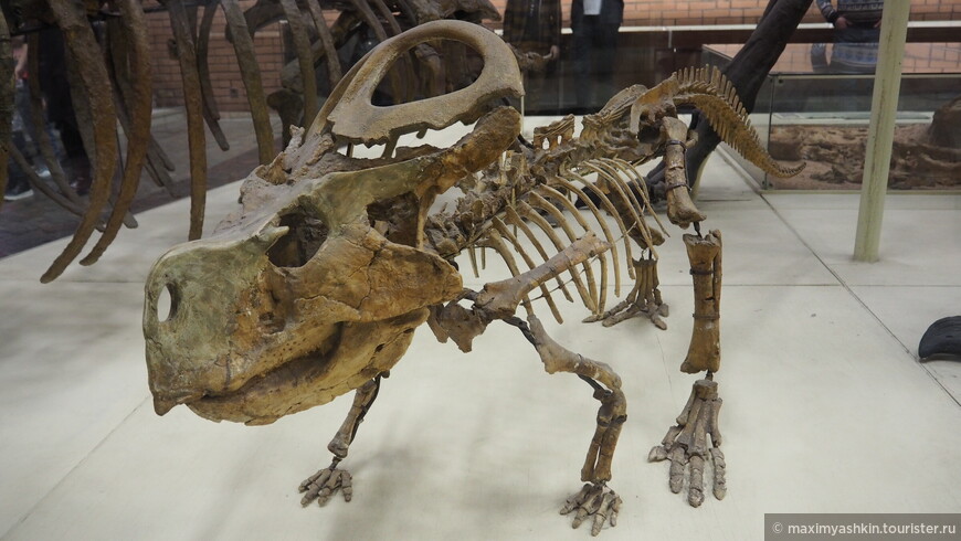 Скелет рогатого динозавра протоцератопса (Protoceratops andrewsi Grander et Gregory). Поздний мел. Монголия