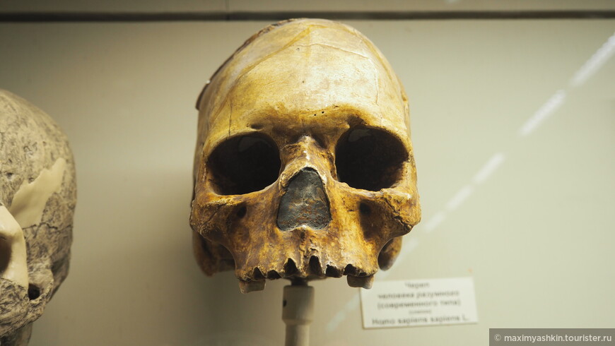 Слепок черепа человека разумного (Homo Sapiens Sapiens L.)