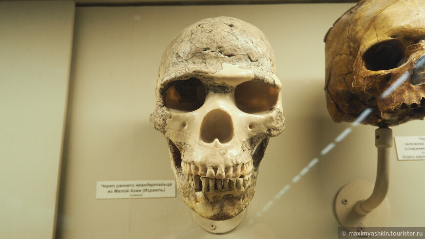 Слепок черепа раннего неандертальца (Homo neanderthalensis). Израиль