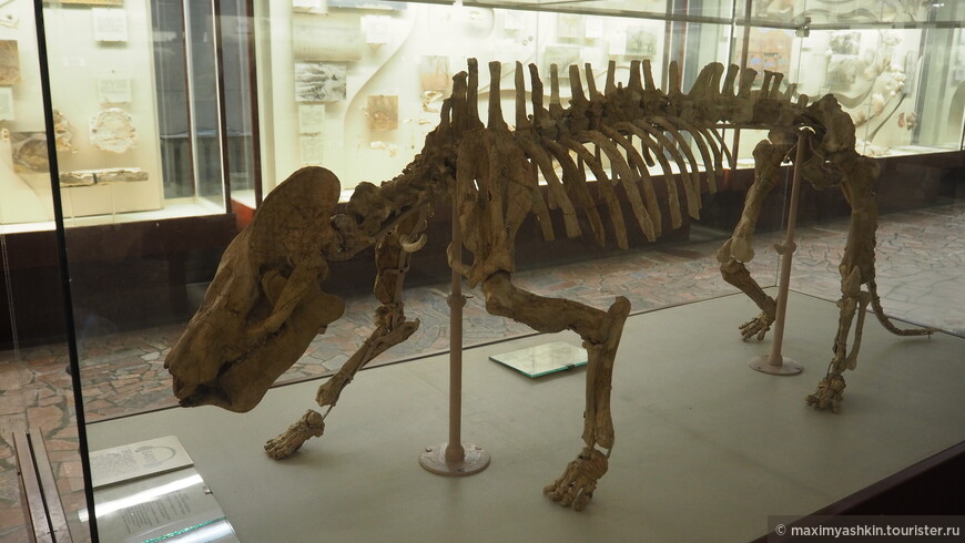 Скелет диноцерата-продиноцероса (Prodinoceras martyr Matthew, Granger et Simpson). Палеоцен. Монголия