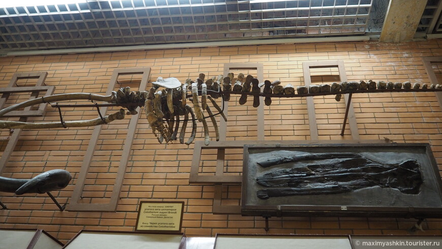 Скелет усатого кита цетатерия (Cetotherium mayeri Brandt). Ранний миоцен. Северный Кавказ