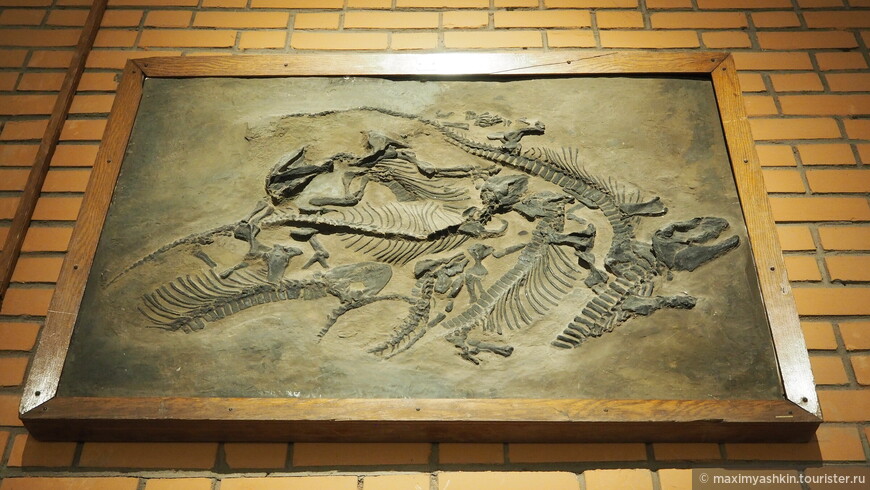 Плита со скелетами примитивных четвероногих гаптодов (Haptodus baylei Gaudry). Ранняя пермь. Германия 