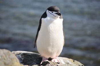 В Новой Зеландии вылет самолёта задержал пингвин