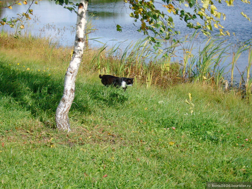 Усадьба в живописном месте у пруда с котами