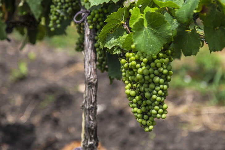 Отдыхая в Новом Афоне, посетите виноградники