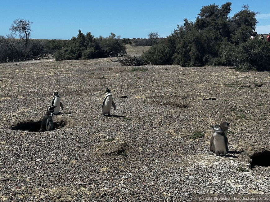Из Атлантики в Тихий. Встреча с пингвинами — долгожданная Патагония