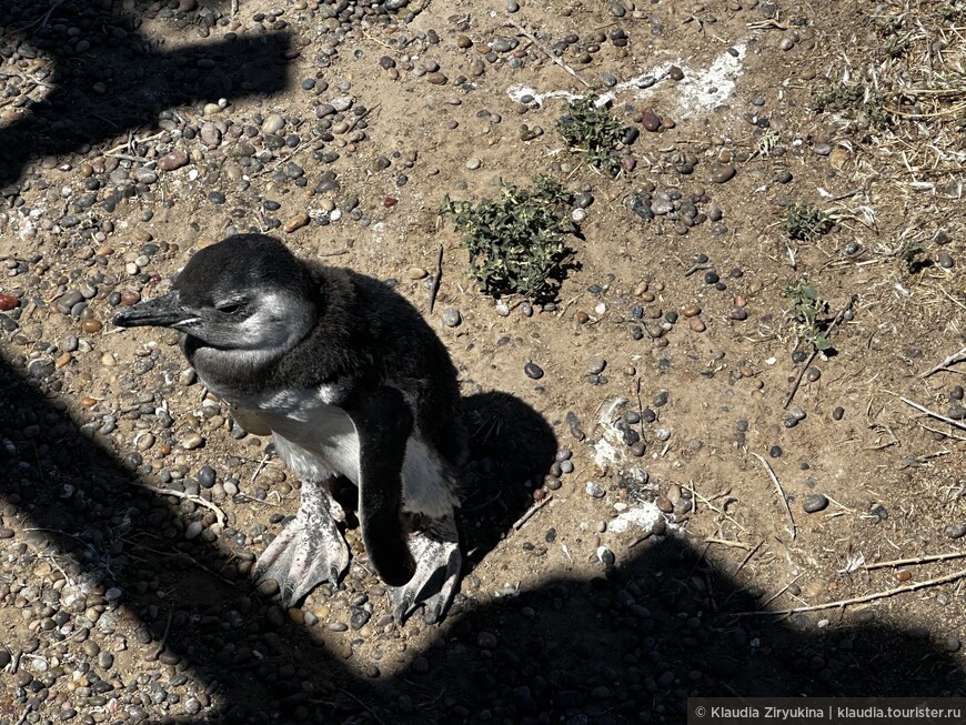 Из Атлантики в Тихий. Встреча с пингвинами — долгожданная Патагония