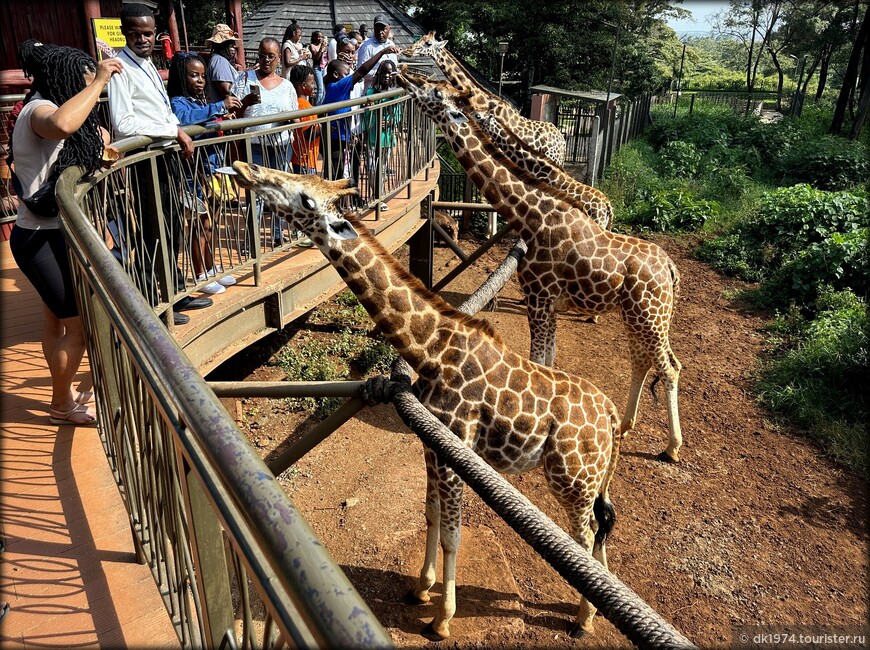 Кенийский юбилей ч.1 — перелёт и жирафы Ротшильда 