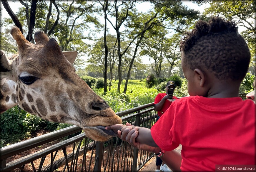 Кенийский юбилей ч.1 — перелёт и жирафы Ротшильда 