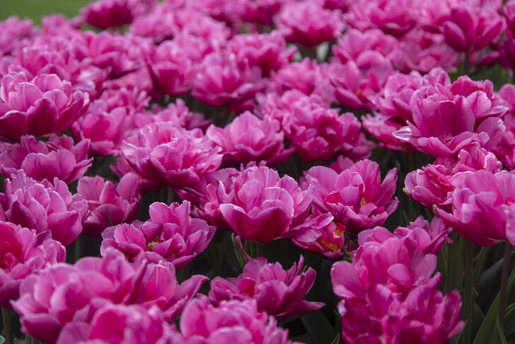 Фестиваль тюльпанов в Пятигорске проходит в апреле-мае