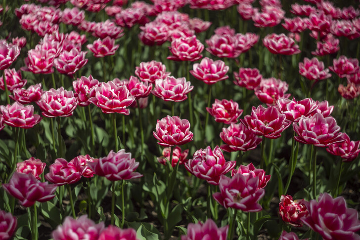 Весной в Никитском ботаническом саду расцветает более 160 тысяч тюльпанов 
