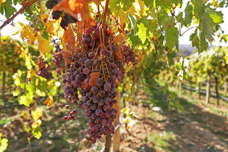 Осенний Крым предложит фотосессию в виноградниках 