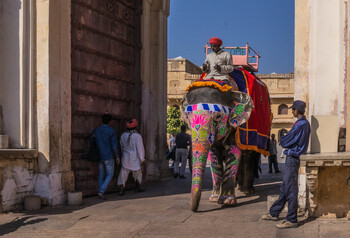 В Индии слониха схватила туристку из РФ хоботом за ноги и швырнула на землю 