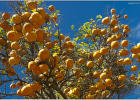 Россыпь апельсинов в Андалузских садах Рабата (Марокко)