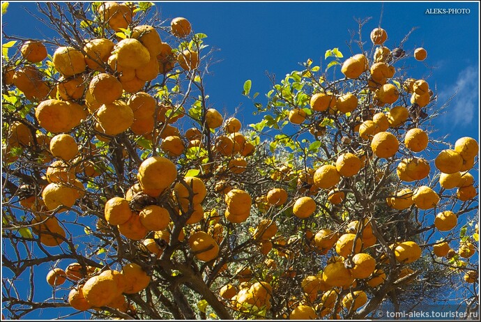 Вот они родимые. Я сейчас сам живу на юге и мандарины с апельсинами на деревьях здесь не редкость в ноябре и декабре. Но такие россыпи, как в Рабате, меня очень порадовали...