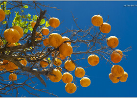 Но апельсины будут своеобразным лейтмотивом нашей прогулки. Давайте любоваться и набираться энергии от этого яркого цвета...