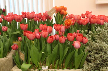 Думскую башню в Петербурге украсили 5 000 тюльпанов 