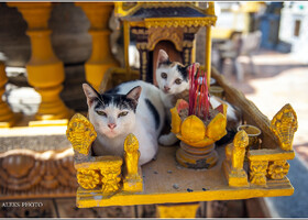 Будда, джекфрут, монахи и коты (Камбоджа)  