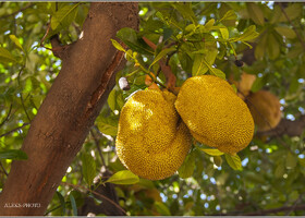 Вид джекфрута, висящего на дереве - завораживает. Тем более, когда плоды такие огромные, как они еще держатся и не падают... Чем же прославился этот массивный плод?