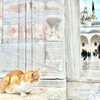 Голубая мечеть и котик )