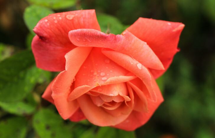 В Долине роз цвете более 30 сортов этого великолепного цветка