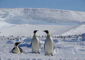 В Антарктиде существует 54 колоннии императорских пингвинов,ближайшие к Новолазаревской находятся в 140 км от неё-Astrid Bay и в 100 км на так называемом "Барьере"