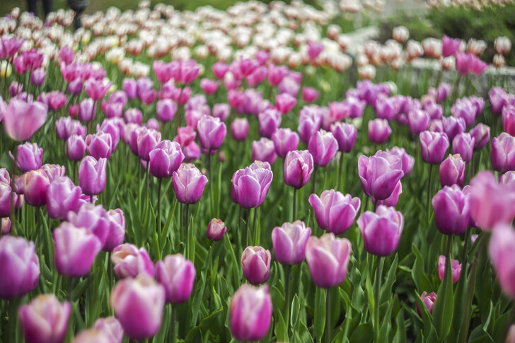 Весной в Ессентуках благоухает Фестиваль тюльпанов  