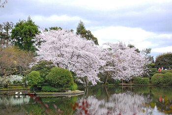 В Японии из-за изменения климата сокращается сезон цветения сакуры 