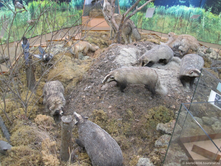 Природа Западной Сибири — первое посещение экспозиции 