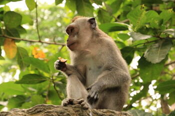 Стая диких обезьян напала на туристов в Китае