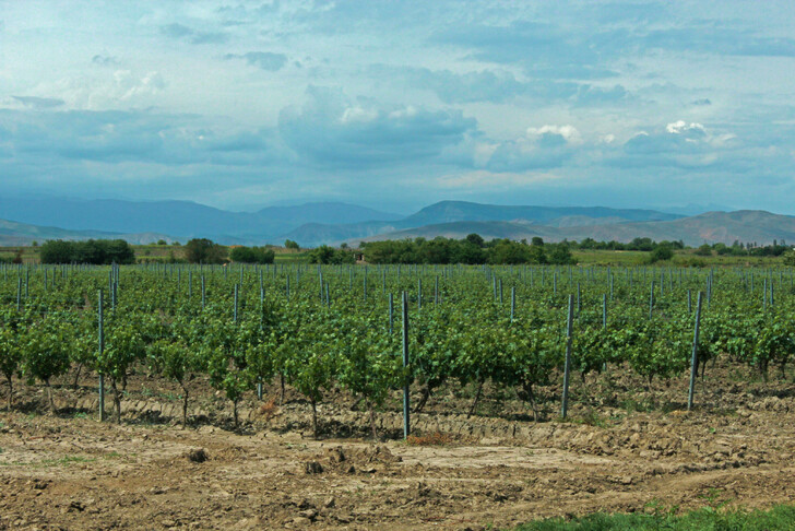 Виноградники Южного Дагестана