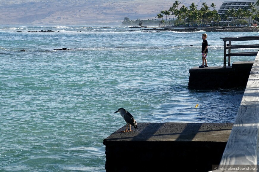 Тут слева и справа — застывшая лава, и с первого вдоха — сплoшная Aloha