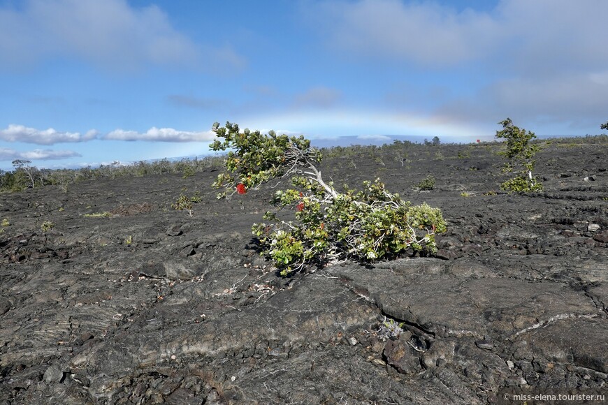 Тут слева и справа — застывшая лава, и с первого вдоха — сплoшная Aloha