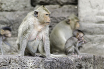 Город в Таиланде захватили стаи обезьян
