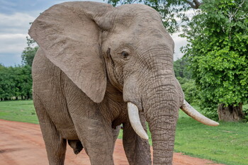 Слон напал на туристов во время сафари в Замбии