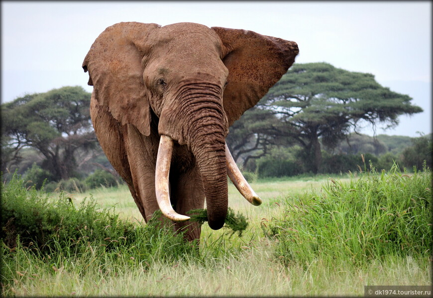 Кенийский юбилей ч.4 — «Слоновья тропа» в парке Амбосели