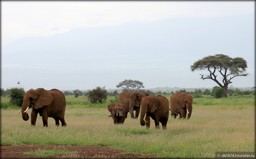 Кенийский юбилей ч.4 — «Слоновья тропа» в парке Амбосели