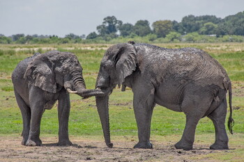 Президент Ботсваны пообещал отправить в Германию 20 000 слонов 